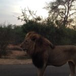 1 kruger park safari guided day tour from nelspruit Kruger Park Safari: Guided Day Tour From Nelspruit