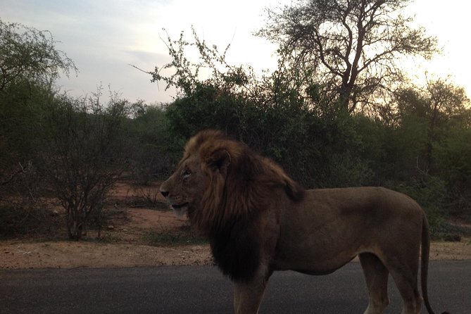 Kruger Park Safari: Guided Day Tour From Nelspruit