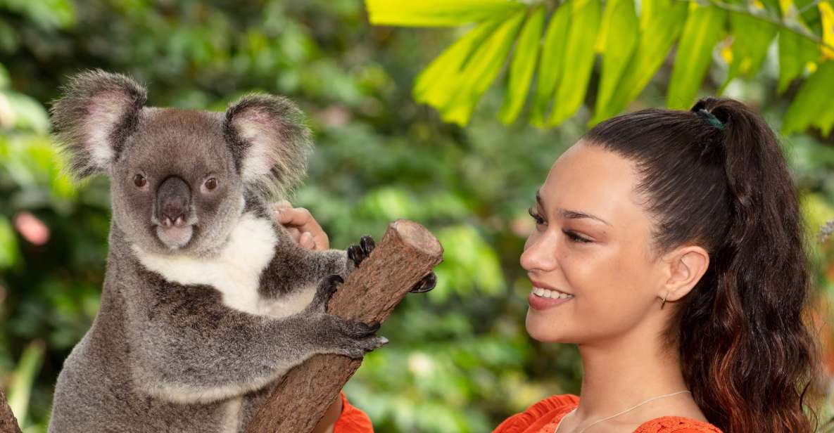 1 kuranda koalas birds and butterflies Kuranda: Koalas, Birds and Butterflies Experience