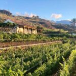 1 la gomera winery visit and tasting tour La Gomera: Winery Visit and Tasting Tour