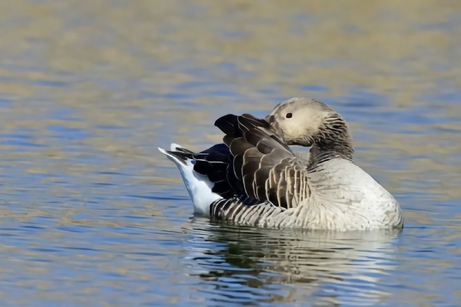 1 la mancha wetland bird watching La Mancha Wetland Bird Watching