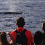 1 la palma 3 hour dolphin and whale watching experience La Palma: 3-Hour Dolphin and Whale Watching Experience