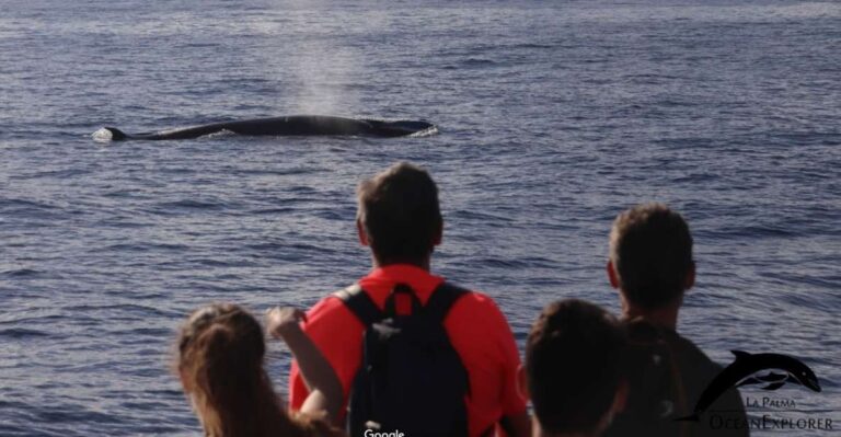 La Palma: 3-Hour Dolphin and Whale Watching Experience