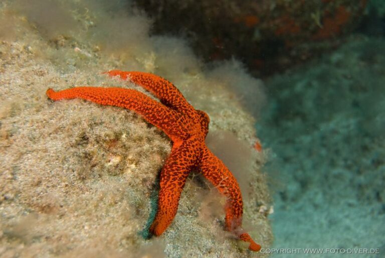 La Palma: Atlantic Snorkeling Tour With Full Gear Rental