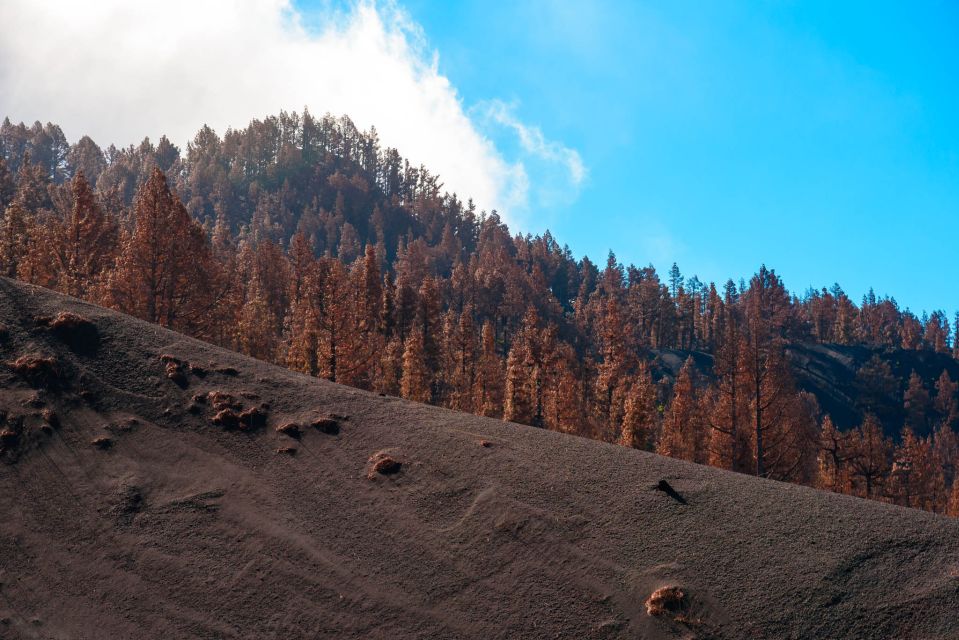 1 la palma guided volcano trekking tour La Palma: Guided Volcano Trekking Tour