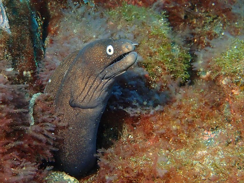 La Palma : Snorkeling Tour in Los Cancajos