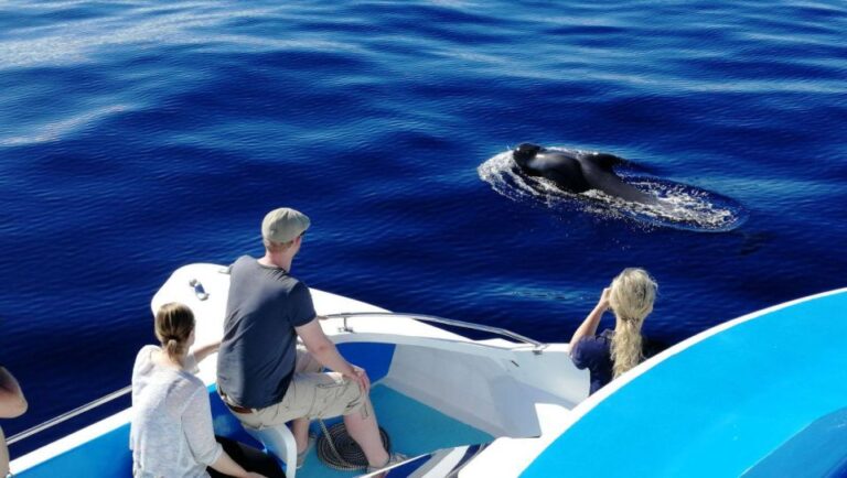 La Palma: Wildlife Viewing and Cumbre Vieja Boat Tour