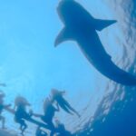 1 la paz whale shark snorkeling tour and lunch from los cabos La Paz Whale Shark Snorkeling Tour and Lunch From Los Cabos