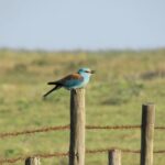 1 laid back birdwatching week Laid-Back Birdwatching Week