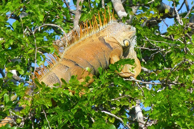 Lamanai Maya Ruin & New River Wildlife Adventure From Belize City
