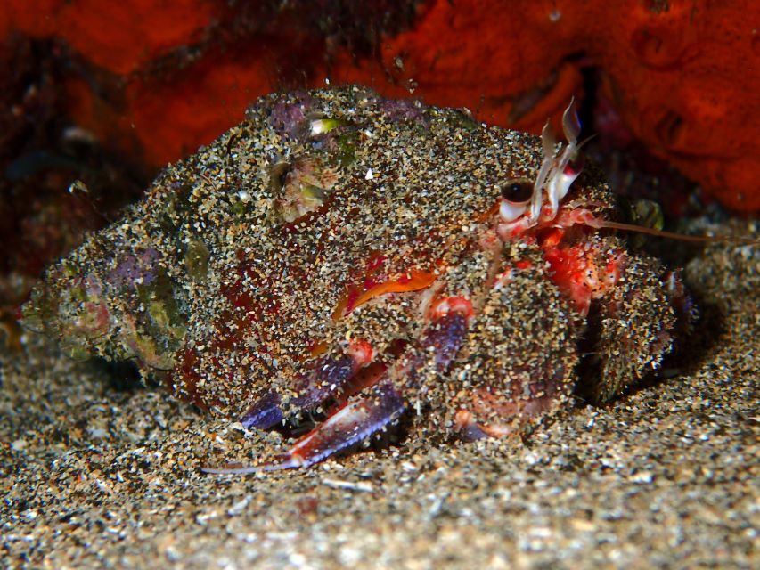 1 lanzarote small group beginner dive course costa teguise Lanzarote: Small Group Beginner Dive Course Costa Teguise