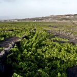 1 lanzarote wine tasting tour at el grifo bodega Lanzarote: Wine Tasting Tour at El Grifo Bodega