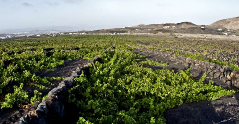 Lanzarote: Wine Tasting Tour at El Grifo Bodega