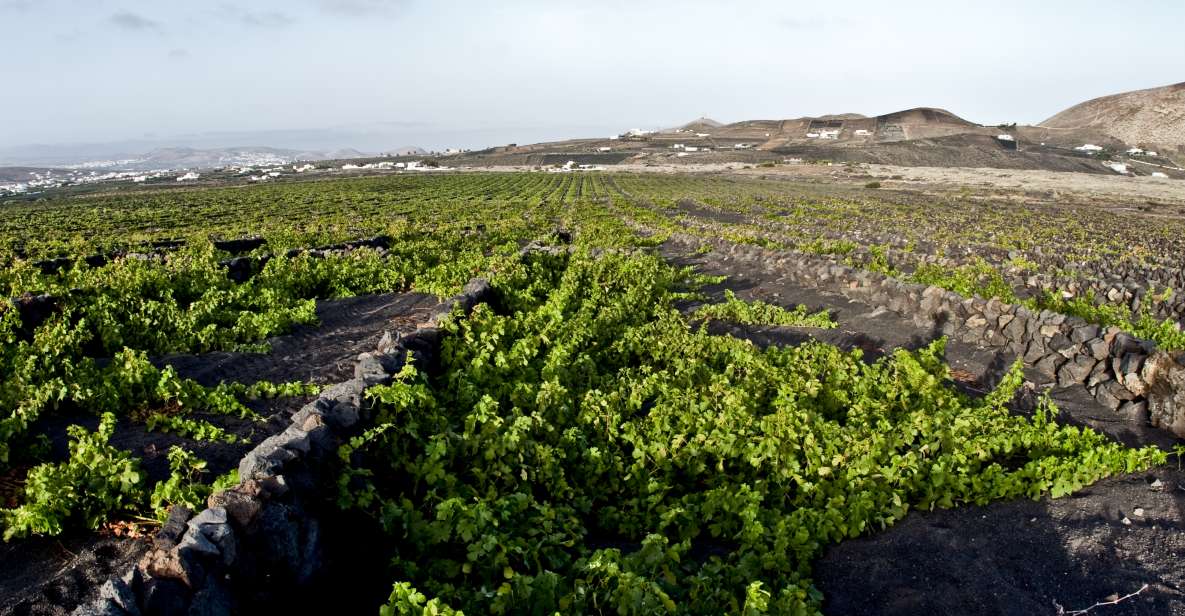 1 lanzarote wine tasting tour at el grifo bodega Lanzarote: Wine Tasting Tour at El Grifo Bodega