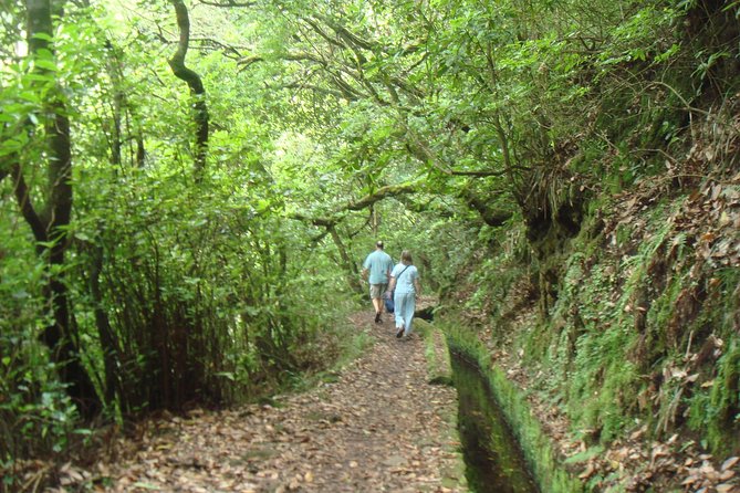 Laurissilva Forest Walk