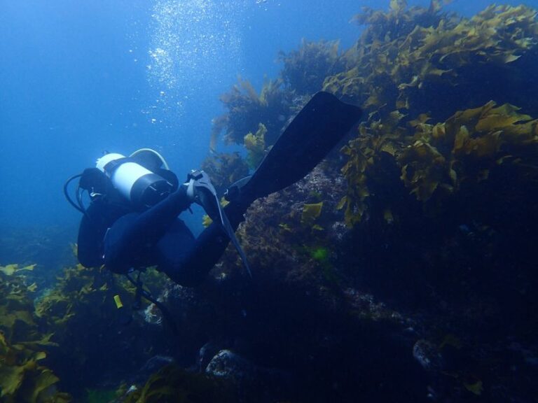 Leigh: Goat Island Guided Diving Tour for Certified Diver