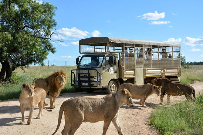 Lesedi Cultural Village and Lion Park Day Tour From Johannesburg