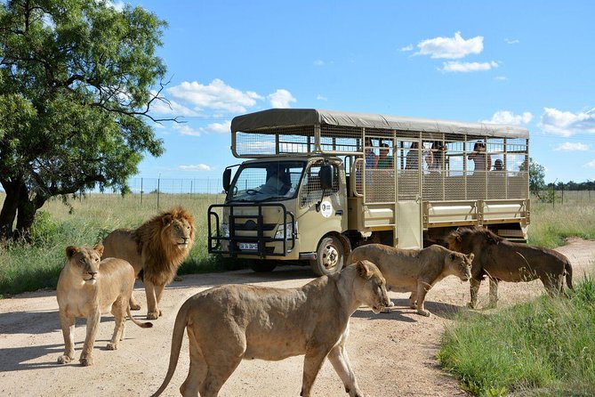 1 lesedi cultural village and lion park day tour from johannesburg Lesedi Cultural Village and Lion Park Day Tour From Johannesburg