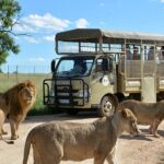 1 lion safari park Lion & Safari Park