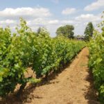 1 loire valley tour wine tasting vouvray chinon bourgueil Loire Valley Tour & Wine Tasting Vouvray, Chinon, Bourgueil