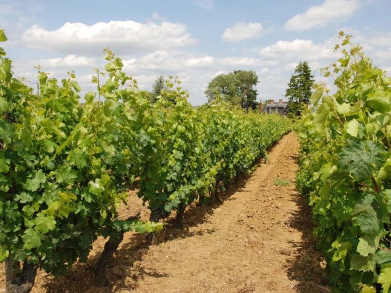 Loire Valley Tour & Wine Tasting Vouvray, Chinon, Bourgueil
