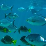 1 los cabos snorkeling tour to chileno bay and santa maria cove Los Cabos Snorkeling Tour to Chileno Bay and Santa Maria Cove