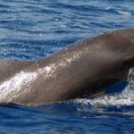 1 los cristianos eco yacht whale watching cruise with swim Los Cristianos: Eco-Yacht Whale Watching Cruise With Swim