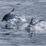 1 los cristianos no chase whale and dolphin cruise Los Cristianos: No-Chase Whale and Dolphin Cruise