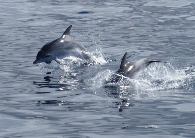 Los Cristianos: No-Chase Whale and Dolphin Cruise