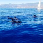 1 los gigantes whales and dolphin watching cruise with lunch Los Gigantes: Whales and Dolphin Watching Cruise With Lunch