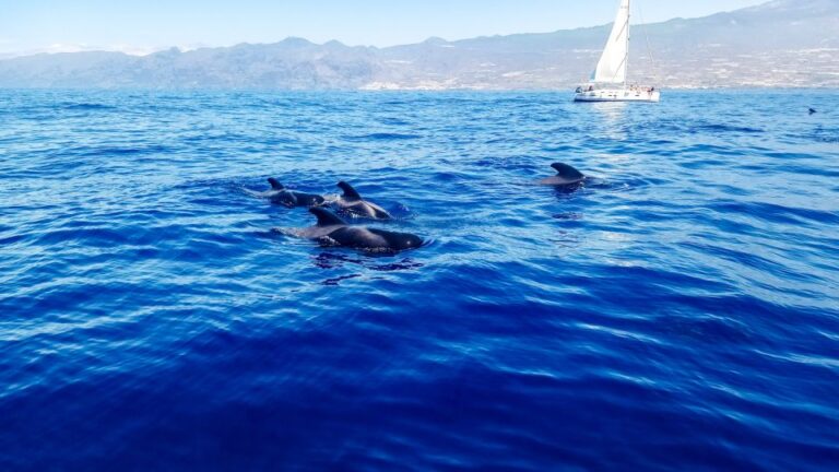 Los Gigantes: Whales and Dolphin Watching Cruise With Lunch