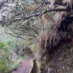 1 madeira private guided tour to ribeiro frio and chao das feiteiras Madeira: Private Guided Tour to Ribeiro Frio and Chão Das Feiteiras