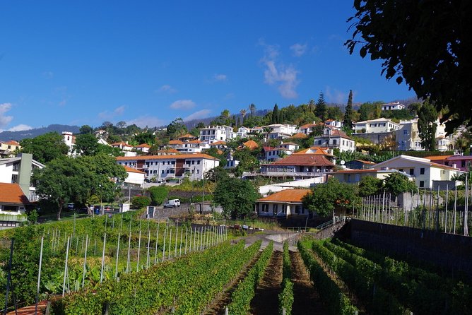 Madeira Wine Tasting and Sightseeing Private Tour From Funchal