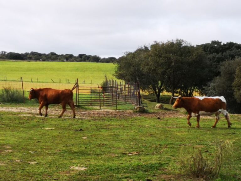 Madrid: Half-Day Bull Breeding Farm Tour