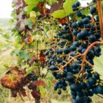 1 madrid ribera and rioja wine private trip with tastings Madrid: Ribera and Rioja Wine Private Trip With Tastings