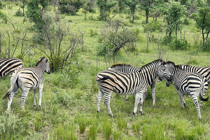 Magical Kruger 4 Day Safari From Johannesburg