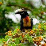 1 mahahual and costa maya birdwatching Mahahual and Costa Maya Birdwatching