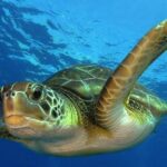 1 mahahual scuba diving 2 tank reef dive costa maya Mahahual Scuba Diving: 2-Tank Reef Dive - Costa Maya