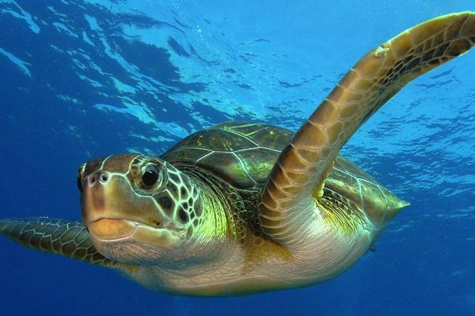 Mahahual Scuba Diving: 2-Tank Reef Dive  – Costa Maya