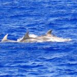 1 mallorca 3 hour afternoon dolphin watching boat tour Mallorca: 3-Hour Afternoon Dolphin Watching Boat Tour