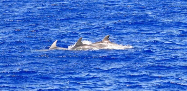 Mallorca: 3-Hour Afternoon Dolphin Watching Boat Tour