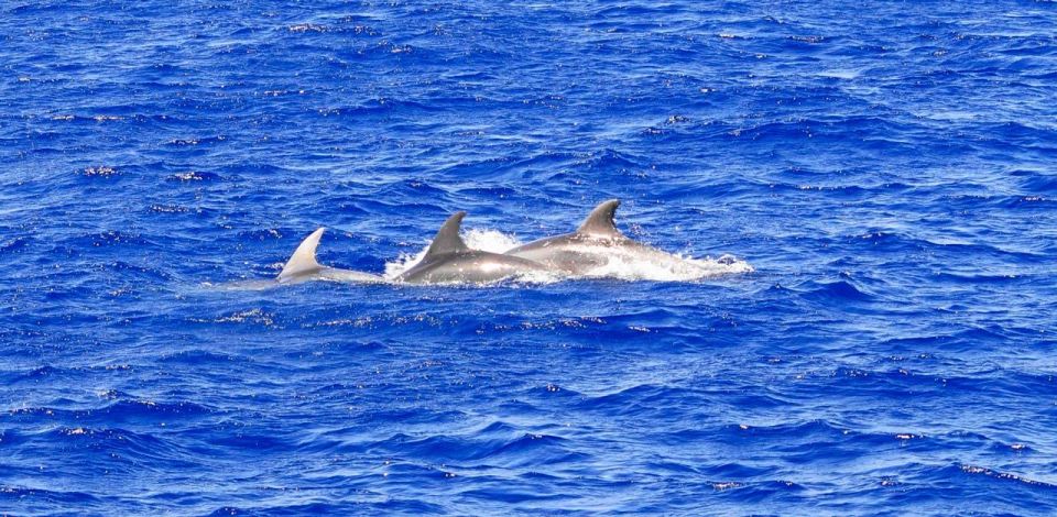 1 mallorca 3 hour afternoon dolphin watching boat tour Mallorca: 3-Hour Afternoon Dolphin Watching Boat Tour