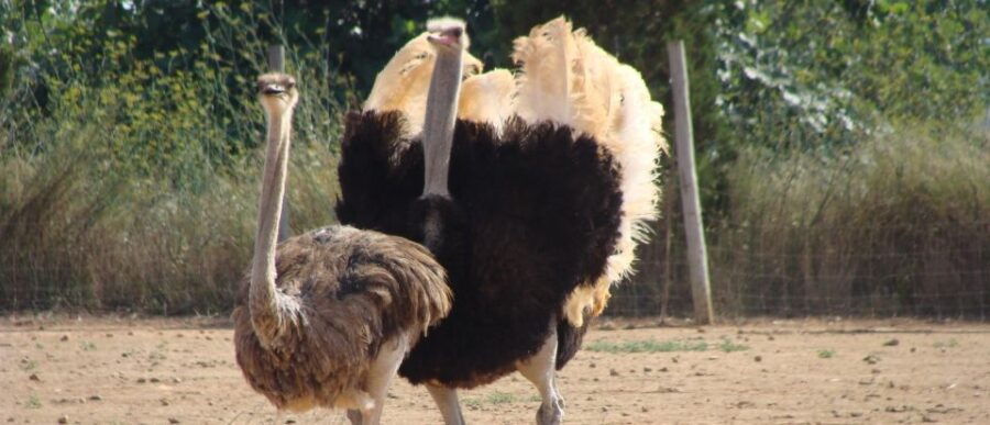 Mallorca: Artestruz – Ostrich Farm Ticket Entrance