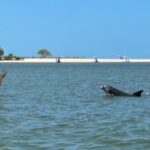 1 manatee dolphin and 10000 islands eco beach tour by boat Manatee, Dolphin, and 10,000 Islands Eco Beach Tour by Boat