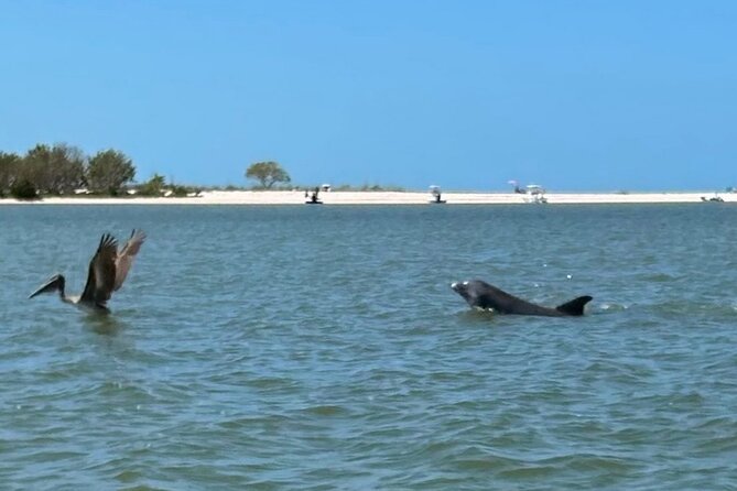 Manatee, Dolphin, and 10,000 Islands Eco Beach Tour by Boat