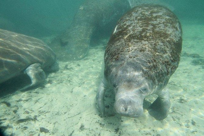 1 manatee snorkeling tour in the beautiful crystal river Manatee Snorkeling Tour in the Beautiful Crystal River