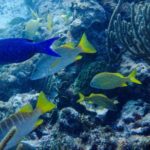 1 manchones reef musa snorkeling experience from isla mujeres Manchones Reef, MUSA Snorkeling Experience From Isla Mujeres