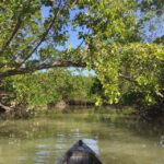 1 marco island mangrove maze kayak tour 2hrs Marco Island: Mangrove Maze Kayak Tour (2hrs)