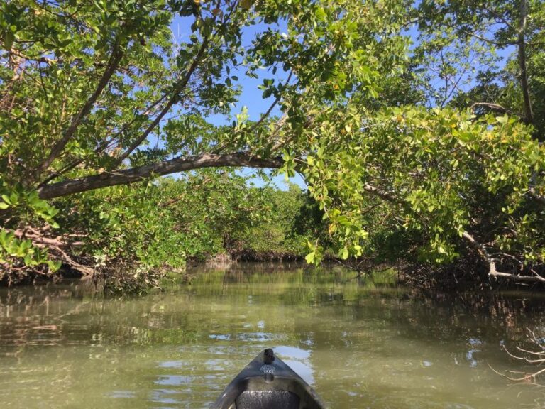 Marco Island: Mangrove Maze Kayak Tour (2hrs)