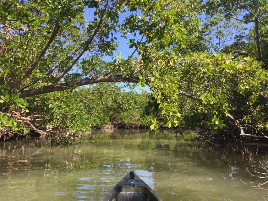 1 marco island mangrove maze kayak tour 2hrs Marco Island: Mangrove Maze Kayak Tour (2hrs)